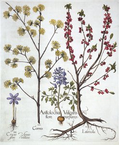 Fumewort ، Daphne mezereum ، Cornelian Cherry and Spring Crocus ، من Hortus Eystettensis ، بقلم Basil Besler (1561-1629) ، حانة. 1613 (نقش يدوي) بواسطة المدرسة الألمانية