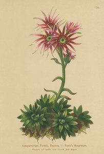 Funks Hen and Chicks (Sempervivum Funkii) بواسطة المدرسة الألمانية