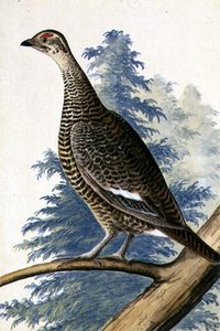 طائر اللعبة ، حوالي عام 1740 (ألوان مائية على ورق) بواسطة المدرسة الألمانية