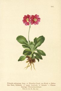 Garden Auricula (Primula pubescens ، Primula Rhaetica ، Primula Helvetica) بواسطة المدرسة الألمانية
