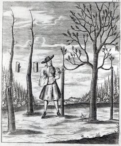 البستنة وأمراض النبات ، رسم توضيحي من "Neue Garten-lust" بواسطة هاينريش هيس ، 1696 بواسطة المدرسة الألمانية