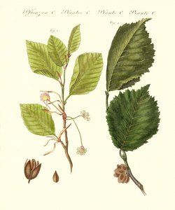 Woodtrees الألمانية بواسطة المدرسة الألمانية