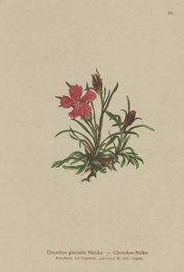 النهر الجليدي الوردي (Dianthus glacialis) بواسطة المدرسة الألمانية