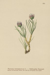 Rampion برأس كروي (Phyteuma hemisphaericum) بواسطة المدرسة الألمانية