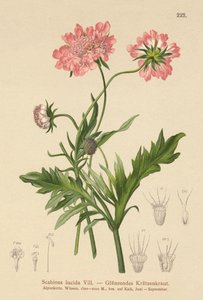 الجرب اللامع (Scabiosa lucida) بواسطة المدرسة الألمانية