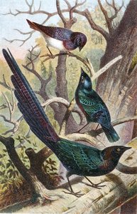 الزرزور اللامعة ، لوحة من "Brehm's Animal Life: General Knowledge of the Animal Kingdom" ، المجلد 4 ، ص. 392 ، نشره المعهد الببليوغرافي بواسطة المدرسة الألمانية