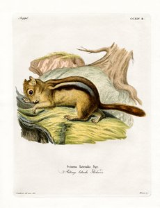 Golden-mantled Ground Squirrel (coloured engraving) بواسطة المدرسة الألمانية