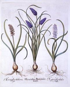 صفير العنب ، من Hortus Eystettensis ، بقلم باسل بيسلر (1561-1629) ، حانة. 1613 (نقش يدوي) بواسطة المدرسة الألمانية