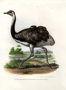 ريا الكبرى ، 1864 بواسطة المدرسة الألمانية