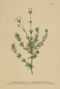 أكبر Sandwort (Arenaria grandiflora) بواسطة المدرسة الألمانية
