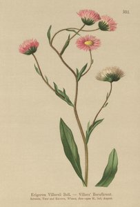 Fleabane اليونانية (Erigeron Villarsii ، Erigeron atticus) بواسطة المدرسة الألمانية