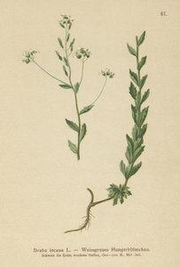 رمادي ويتلو العشب (Draba incana،) بواسطة المدرسة الألمانية