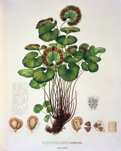 Gymnogramme Reniformis ، الجدول السادس والعشرون من "Plantarum Cryptogamicarum Brasiliensium" بقلم يوهان بابتيست فون سبيكس وكارل فريدريش فون مارتيوس بواسطة المدرسة الألمانية
