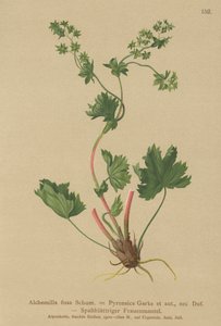 شعر بلا أكمام (Alchemilla fissa ، Alchemilla Pyrenaica) بواسطة المدرسة الألمانية