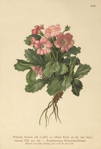 زهرة الربيع المشعرة (Primula hirsuta) بواسطة المدرسة الألمانية