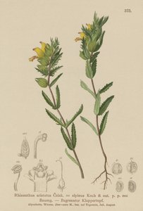 حشرجة شعر أصفر (Rhinanthus aristatus ، Rhinanthus alpinus) بواسطة المدرسة الألمانية