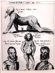 رجل مشعر ورجل بري ، التوضيح من Physica Curiosa بواسطة Gaspar Schott (1608-66) بواسطة المدرسة الألمانية