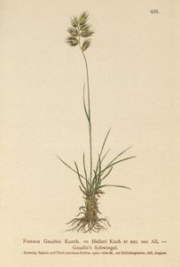 Hallers Fescue (Festuca Gaudini ، Festuca Hallerie) بواسطة المدرسة الألمانية