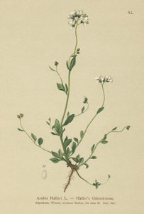 Hallers Wall-cress (الدول العربية) بواسطة المدرسة الألمانية