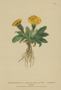 صقور اللحية (Crepis jubata ، Crepis rhaetica) بواسطة المدرسة الألمانية