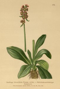 Hawkweed Saxifrage (Saxifraga hieraciifolia) بواسطة المدرسة الألمانية