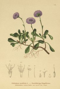 زهرة الأقحوان ذات الأوراق القلبية (Globularia cordifolia) بواسطة المدرسة الألمانية
