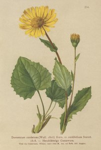 ليوبارد بانيز القلب (Doronicum cordatum ، Doronicum cordifolium ، Aronicum cordatum) بواسطة المدرسة الألمانية
