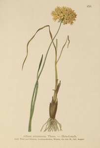 HEATH Garlic (علامات Allium ، الثوم الصلب ، Allium graminifolium) بواسطة المدرسة الألمانية