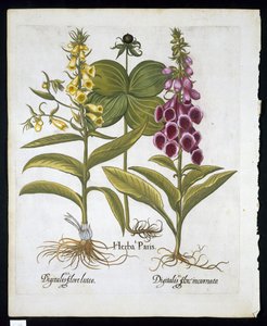 Herb Paris (Solanum quadrifolium) ، Common Foxglove (Digitalis Purpurea) Large Yellow Foxglove من Hortus Eystettensis بواسطة Basil Besler (1561-1629) pub 1613 (نقش ملون باليد) بواسطة المدرسة الألمانية