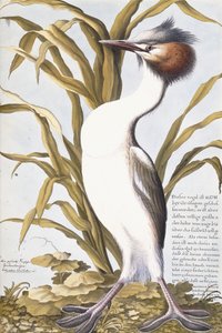 مالك الحزين ، 1750-1800 بواسطة المدرسة الألمانية