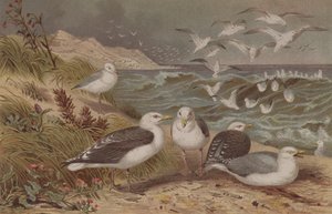 Herring Gull and Great Black-Backed Gull، plate from Brehms Tierleben: Allgemeine Kunde des Tierreichs، vol.6، p.108، الذي نشره Bibliographisches Institut، 1892 بواسطة المدرسة الألمانية