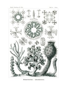 Hexactinellae ، 1899-1904 بواسطة المدرسة الألمانية