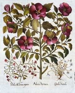 الكركديه syriacus ، البابونج النتن ومن Hortus Eystettensis ، بواسطة Basil Besler (1561-1629) حانة. 1613 بواسطة المدرسة الألمانية