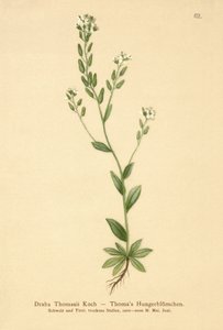 هواري ويتلو العشب (Draba Thomasii) بواسطة المدرسة الألمانية