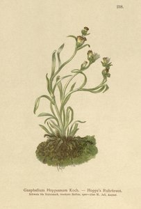 Coppweed Hoppes (Gnaphalium Hoppeanum ، Omalotheca hoppeana) بواسطة المدرسة الألمانية
