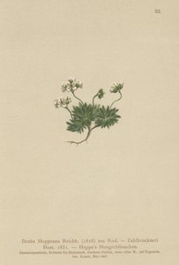 Hoppes Whitlow-grass (Draba Hoppeana ، Draba Zahlbruckneri) بواسطة المدرسة الألمانية
