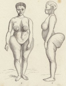 الزهرة Hottentot (نقش) بواسطة المدرسة الألمانية