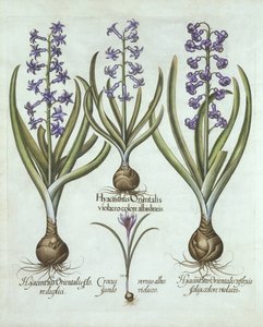 صفير وخريف زعفران ، من Hortus Eystettensis ، بقلم Basil Besler (1561-1629) ، حانة. 1613 (نقش يدوي) بواسطة المدرسة الألمانية