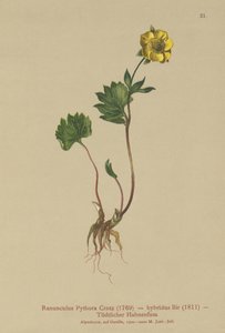الحوذان الهجين (Ranunculus Pythora ، Ranunculus hybridus) بواسطة المدرسة الألمانية