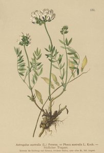 Milkvetch الهندي (Astragalus australis ، Astragalus aboriginum ، Phaca australis) بواسطة المدرسة الألمانية
