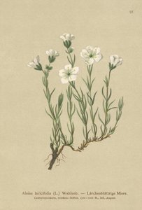 نبتة جبال الألب الداخلية (Larineifolia Alsine ، Minuartia laricifolia ، Arenaria laricifolia) بواسطة المدرسة الألمانية
