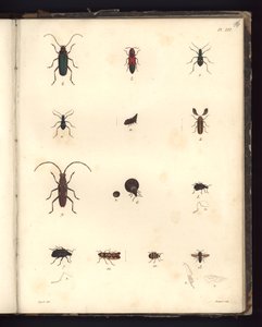 Insecta ، Pl. XVI ، توضيح من خلاصة ملاحظة علم الحيوان والتشريح المقارن ، المصنوعة في منطقة المحيط الأطلسي ، وفي داخل القارة الجديدة وفي بحر الجنوب خلال السنوات 179 بواسطة المدرسة الألمانية