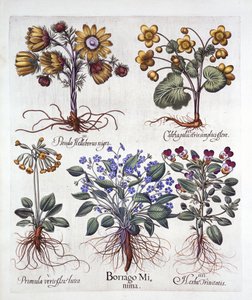 Ipheion Rolf Fiedler Spring Starflower، Marsh Marigold، Pseudo Helleborus، Viola Tricolor and Cowslip، from Hortus Eystettensis، by Basil Besler (1561-1629)، pub. 1613 (نقش يدوي) بواسطة المدرسة الألمانية