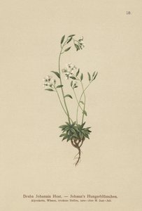 Johns Whitlow-grass (Draba Johannis) بواسطة المدرسة الألمانية