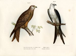 طائرة ورقية ، 1864 بواسطة المدرسة الألمانية