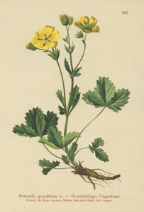 Potentilla كبير الزهور (Potentilla grandiflora) بواسطة المدرسة الألمانية