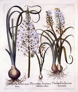 أواخر السنبل ونجمة بيت لحم ، من Hortus Eystettensis ، بقلم باسل بيسلر (1561-1629) ، حانة. 1613 (نقش يدوي) بواسطة المدرسة الألمانية