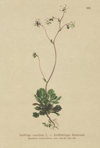 كبرياء لندن الصغرى (Saxifraga cuneifolia) بواسطة المدرسة الألمانية