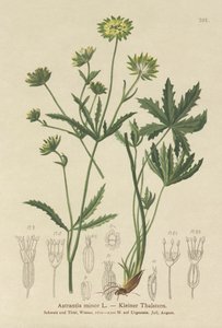 Masterwort الصغرى (Astrantia طفيفة) بواسطة المدرسة الألمانية