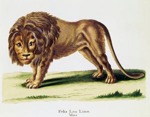 Lion (Felis leo), from Mammals illustrated from Nature with descriptions, by Johann Christian Daniel von Schreber (1739-1810), engraving by H I Tisroff, volume 3, table 97-A, Germany بواسطة المدرسة الألمانية
